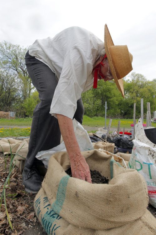 STANDUP - 84 year old gardener Annie Janzen plants potatoes in her community garden plot she has had for over 20 years. The Riverview community gardens are located between the raised berm of Churchill Drive and the Red River within Churchill Drive Park. BORIS MINKEVICH / WINNIPEG FREE PRESS  May 28, 2014