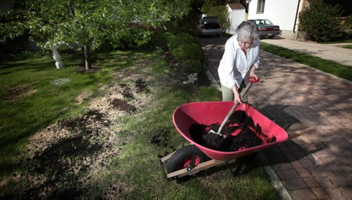 Barb Jenkins. spreads fresh topsoil on winterkill in her St James yard Wednesday. See Randy Turner story re; harsh winter hard on yards.....May 28, 2014 - (Phil Hossack / Winnipeg Free Press)