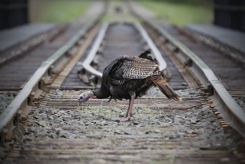 June 2, 2014 - 140602  -  A turkey looks for a snack along the train bridge over the La Salle River  Monday, June 2, 2014.  John Woods / Winnipeg Free Press