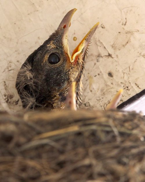 Food Please-Two new born robins pop their heads out of a nest in River Heights Wednesday -Standup photo- June 04, 2014   (JOE BRYKSA / WINNIPEG FREE PRESS)