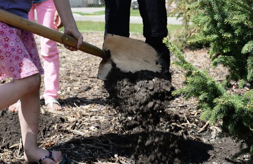 Students of the King Edward Public School help add soil and wood chips to trees on their new playground in honour of World Environment Day and the new facility. Sarah Taylor / Winnipeg Free Press
