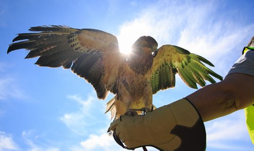 Avro, a four-year-old Swainson's Hawk, was rescued by Manitoba's Wildlife Haven and Rehabilitation Centre after being hit by a vehicle. He had his right eye surgically removed and has no depth perception, so he now lives at the Wildlife Haven and acts as ambassador in the education program.  A new long-term community land lease from TransCanada will give 18 acres of space near Station 41 in Ile-des-Chenes to the Wildlife Haven, where Vice-President Judy Robertson hopes to build a permanent home to rehabilitate a larger number of rescued wildlife.  140606 - Friday, June 06, 2014 - (Melissa Tait / Winnipeg Free Press)
