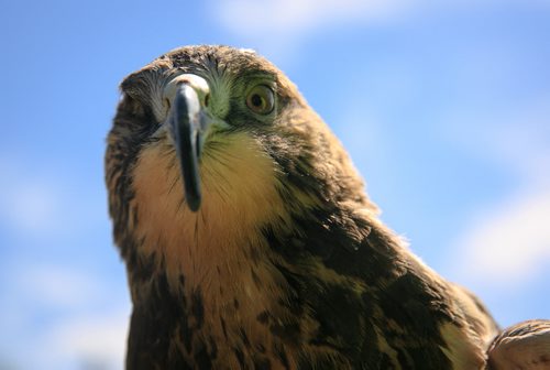 Avro, a four-year-old Swainson's Hawk, was rescued by Manitoba's Wildlife Haven and Rehabilitation Centre after being hit by a vehicle. He had his right eye surgically removed and has no depth perception, so he now lives at the Wildlife Haven and acts as ambassador in the education program.  A new long-term community land lease from TransCanada will give 18 acres of space near Station 41 in Ile-des-Chenes to the Wildlife Haven, where Vice-President Judy Robertson hopes to build a permanent home to rehabilitate a larger number of rescued wildlife.  140606 - Friday, June 06, 2014 - (Melissa Tait / Winnipeg Free Press)