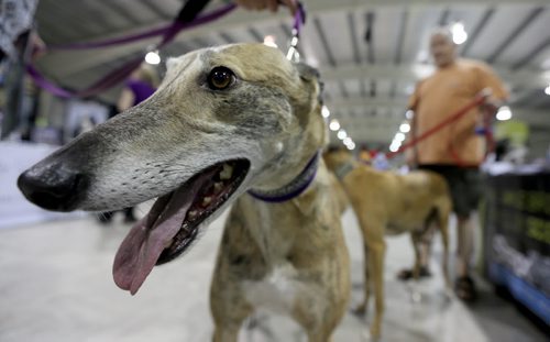 Indy, a greyhound and former race dog from the United States, with his owner Julia Purvis-Scaletta, left, a member of the High Speed Hound Group, at the Pet Expo at the St.Norbert Community Centre, Sunday, June 8, 2014. (TREVOR HAGAN/WINNIPEG FREE PRESS)