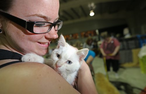 Taylor Gyoerick from Kat's Kritters Rescue, holding Lucky, an orphaned cat, at the Pet Expo at the St.Norbert Community Centre, Sunday, June 8, 2014. (TREVOR HAGAN/WINNIPEG FREE PRESS)