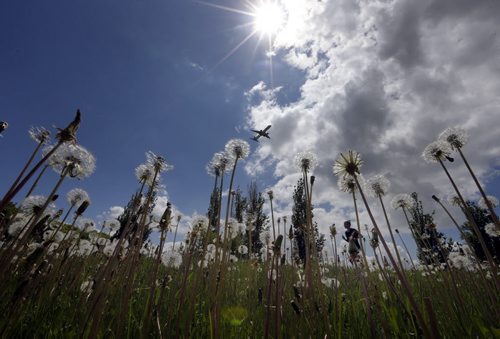 Stdup Weather .It is hot and dry a good day for a run along Wellington Cres. with dandelions seeds ready to fly . June 9 2014 / KEN GIGLIOTTI / WINNIPEG FREE PRESS