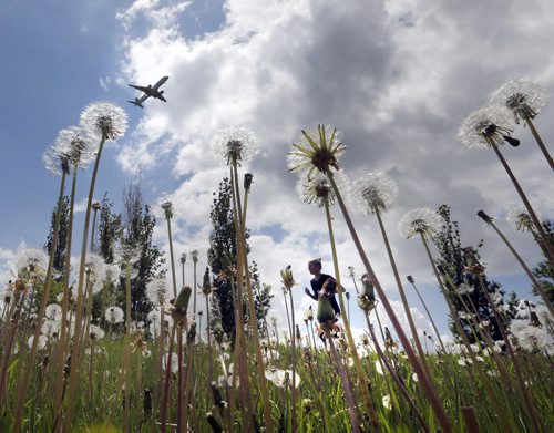 Stdup Weather web crop  .It is hot and dry a good day for a run along Wellington Cres. with dandelions seeds ready to fly . June 9 2014 / KEN GIGLIOTTI / WINNIPEG FREE PRESS