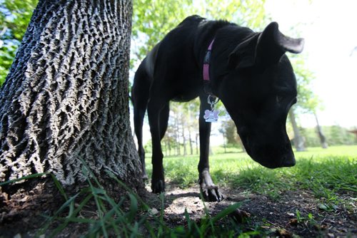 Marley, a female black Labrador/Great Dane cross, smells around some trees in Little Mountain Park while going for a walk with her owner James Dooks.  For story about how the City of Wpg left gopher poison in park which caused a dog to become very ill.  See Ashley Prest story.   June 10, 2014 Ruth Bonneville / Winnipeg Free Press