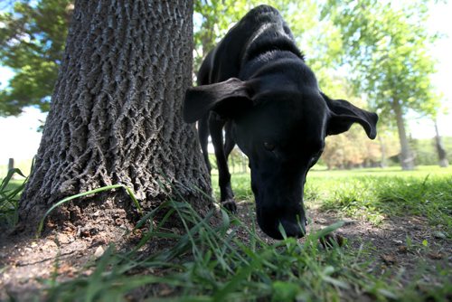 Marley, a female black Labrador/Great Dane cross, smells around some trees in Little Mountain Park while going for a walk with her owner James Dooks.  For story about how the City of Wpg left gopher poison in park which caused a dog to become very ill.  See Ashley Prest story.   June 10, 2014 Ruth Bonneville / Winnipeg Free Press
