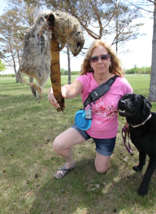Gopher-poisoning critic Darlene Korzinski with her black Lab dog Maisy shows poisoned gopher that was found in field yesterday in Little Mountain Park.-  See Gordon Sinclair story- June 11, 2014   (JOE BRYKSA / WINNIPEG FREE PRESS)