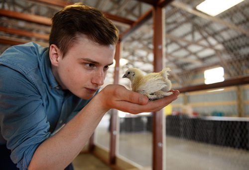 Reporter Oliver Sachgau holds a chick at the Red River Ex,  which opens this Friday. Sarah Taylor / Winnipeg Free Press