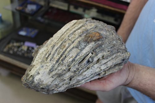 118 - Closeup of fossilized mammoth tooth found in 2013 in the Souris Rock Shop quarry. BILL REDEKOP/WINNIPEG FREE PRESS June 12, 2014
