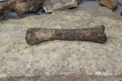 0580 - Partially fossilized leg bone from ancient horse that roamed North America up until 11,000 years ago, found in a Souris quarry. BILL REDEKOP/WINNIPEG FREE PRESS June 12, 2014