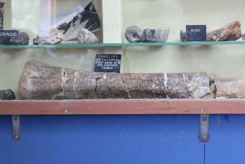 03 - Fossilized bone of ancient camel, at Souris Rock Shop.BILL REDEKOP/WINNIPEG FREE PRESS June 12, 2014