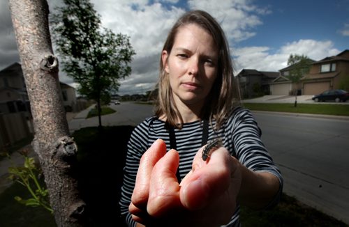 City Forester Martha Barwinsky holds a tent catipillar next to a tree in Transcona Monday. See Kevin Rollasson's story. June 16, 2014 - (Phil Hossack / Winnipeg Free Press)