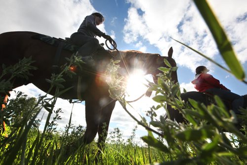 Janelle Cancade-White and her horse Quincy (brown horse) ride with Susan Paul (in red)  with her horse Billy (Black horse) in the fields along Murdock Road Tuesday later afternoon next to Murdock Stables where the two horse owners board their horses.   Standup photo. June 14, 2014 Ruth Bonneville / Winnipeg Free Press