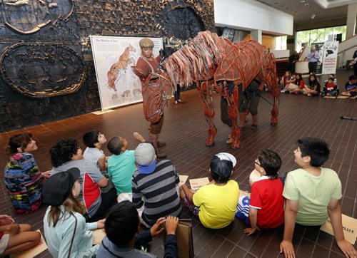 STDUP  The theatre production of War Horse premiers at the Centennial Concert Hall  June 18 -22 . Brooklands School Gr. 4&5 students were treated  to an introduction by cast member Jon Hoche   to the horse character Joey in the lobby of the CCH . June 18 2014 / KEN GIGLIOTTI / WINNIPEG FREE PRESS