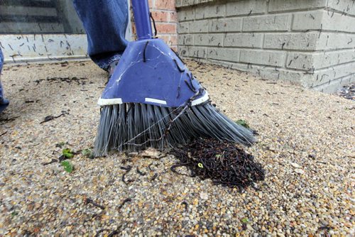 The Elm Spanworm infests Edmonton Street. Caretaker Donna Bear, for the apartment block at 16 Edmonton, sweeps up the worms 4x a day and they keep on coming. BORIS MINKEVICH / WINNIPEG FREE PRESS  June 19, 2014