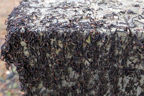 The Elm Spanworm infests Edmonton Street. BORIS MINKEVICH / WINNIPEG FREE PRESS  June 19, 2014