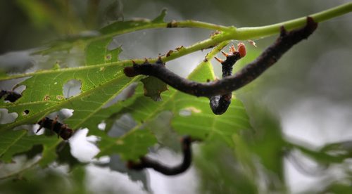 A worm tears off the last pieces of a leaf on an Assinaboine ave Elm downtown Thursday afternoon. See Ashley Prest story. June 19, 2014 - (Phil Hossack / Winnipeg Free Press)