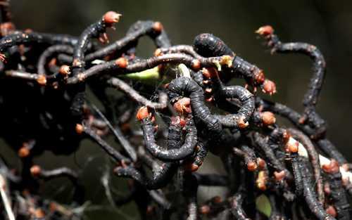 Worms cluster on the defoliated branches of shrubs downtown on Assinaboine Ave Thursday afternoon. See Ashley Prest story. June 19, 2014 - (Phil Hossack / Winnipeg Free Press)