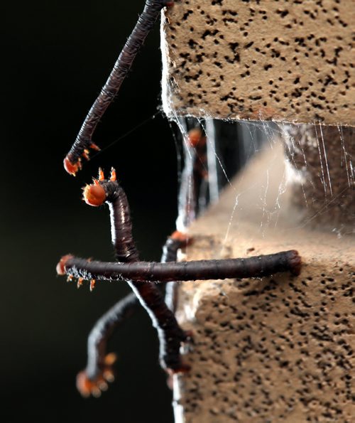 Worms move along an apartment building downtown on Assinaboine Ave Thursday afternoon. See Ashley Prest story. June 19, 2014 - (Phil Hossack / Winnipeg Free Press)