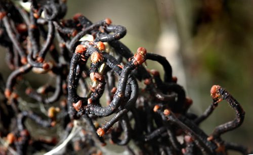 Worms cluster on the defoliated branches of shrubs downtown on Assinaboine Ave Thursday afternoon. See Ashley Prest story. June 19, 2014 - (Phil Hossack / Winnipeg Free Press)