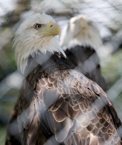 A pair of Bald Eagles in a habitat at the Assiniboine Park Zoo, Sunday, June 22, 2014. (TREVOR HAGAN/WINNIPEG FREE PRESS)