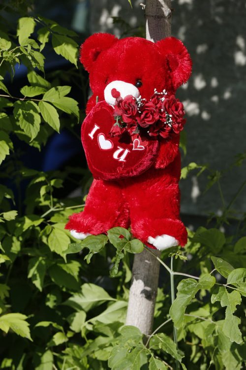 Traffic Fatality -A small child's stuffed toy marks the spot where a 3 year old child was struck by a car , dying of injuries . The incident occurred in the lane on Toronto St. near Notre Dame  June 23 2014 / KEN GIGLIOTTI / WINNIPEG FREE PRESS