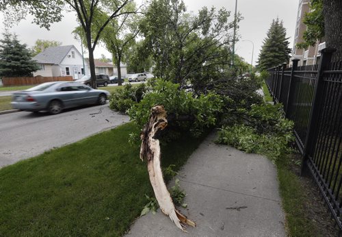 STDUP .A large tree branch has broken off  during Mondays's wind and rain storm is blocked  the sidewalk and curb lane of Burrows Ave at Sinclair St. June 24 2014 / KEN GIGLIOTTI / WINNIPEG FREE PRESS