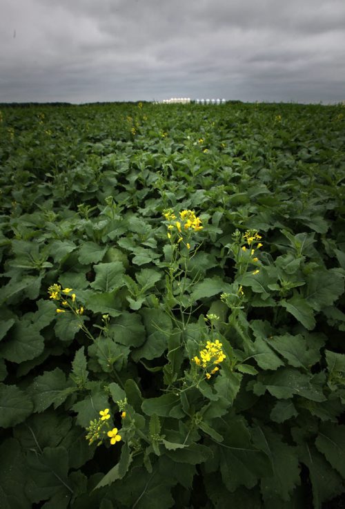 Canola sets out its first yellow bloom in a field near Oak Bluff Friday. See story. June 27, 2014 (Phil Hossack / Winnipeg Free Press)