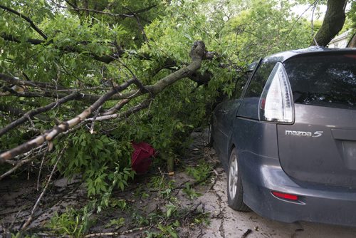 A large tree fell on a vehicle on Saturday while a man and his daughter were in it on Harvard Avenue. Both were taken to the hospital but luckily no one was severely injured in the incident. Sarah Taylor / Winnipeg Free Press