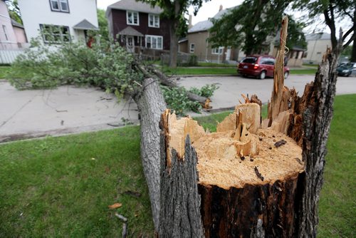 A large tree broken at the trunk lays across Pritchard Avenue between Charles and Aikens after strong winds overnight, Sunday, June 29, 2014. (TREVOR HAGAN/WINNIPEG FREE PRESS)
