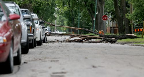 A large tree branch lays across Aberdeen Avenue between Salter and Charles after strong winds overnight, Sunday, June 29, 2014. (TREVOR HAGAN/WINNIPEG FREE PRESS)