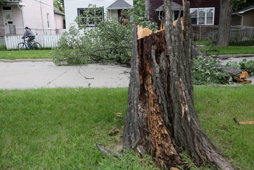 A large tree broken at the trunk lays across Pritchard Avenue between Charles and Aikens after strong winds overnight, Sunday, June 29, 2014. (TREVOR HAGAN/WINNIPEG FREE PRESS)