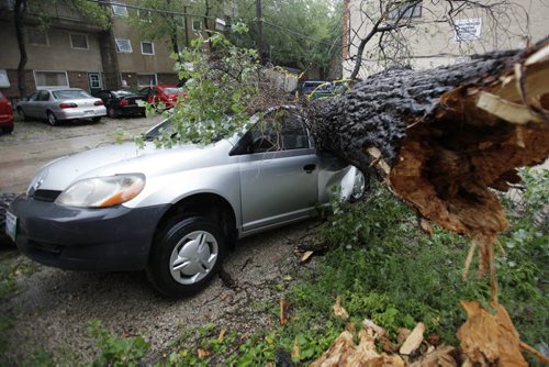 June 29, 2014 - 140629  -  A tree blown over by strong winds does some serious damage to a car in a parking lot on River Avenue Sunday morning, June 29, 2014. John Woods / Winnipeg Free Press