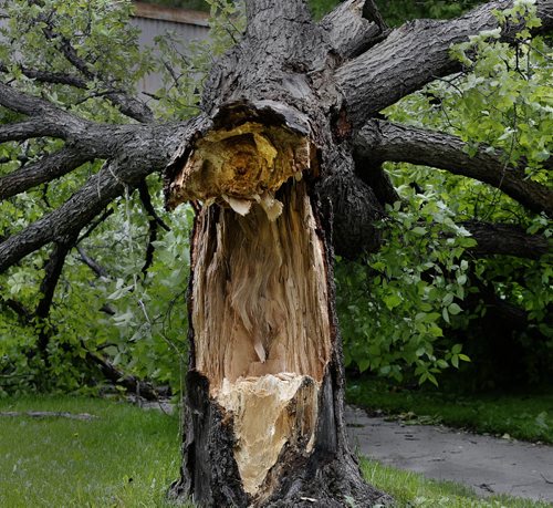 . No one was injuredStdup fallen tree from Sunday's wind and rain storm  blocks a sidewalk on Parr St near Pritchard Ave one of many damaged  and destroyed tress  across the city . No one was injured when it fell.  June 30 2014 / KEN GIGLIOTTI / WINNIPEG FREE PRESS