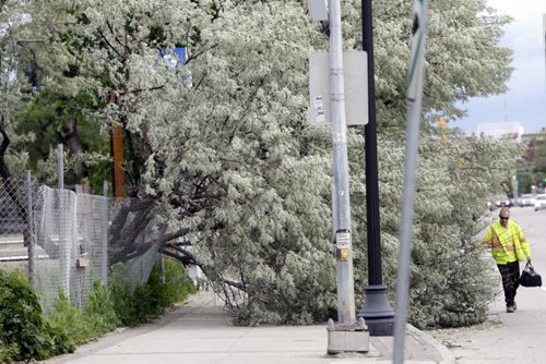A pedestrian detours around a fallen tree on Main Street near Assiniboine Ave. Monday morning after a weekend of rain and high winds. Wayne Glowacki/Winnipeg Free Press June 30 2014