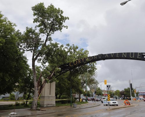 Stdup . Confusion Corner got a little more confusing when one of the cites heritage elms split during Monday afternoon's wind and rain , part of the tree fell across the Corydon Ave arch , traffic is blocked to traffic from Osborne St. south . June 30 2014 / KEN GIGLIOTTI / WINNIPEG FREE PRESS