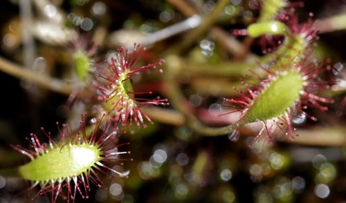 A closeup view of the Sundews plant (not an orchid) seen on the tour of  the Brokenhead Wetland, at the corner of Highways 59 and 304. A boardwalk was recently built to allow greater public access. However, the trail has not been officially opened yet. . Bill Redekop story Wayne Glowacki / Winnipeg Free Press July 2  2014