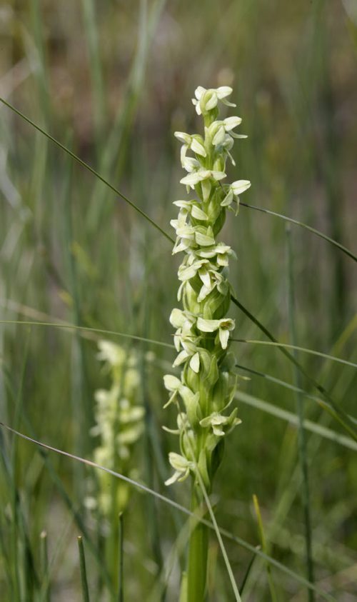 Green Bog Orchid  seen on the tour of  the Brokenhead Wetland, at the corner of Highways 59 and 304. A boardwalk was recently built to allow greater public access. However, the trail has not been officially opened yet. . Bill Redekop story Wayne Glowacki / Winnipeg Free Press July 2  2014