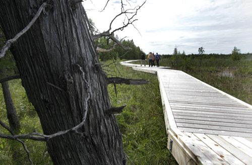 Cedar tree beside the boardwalk on the tour of  the Brokenhead Wetland, at the corner of Highways 59 and 304. A boardwalk was recently built to allow greater public access. However, the trail has not been officially opened yet. . Bill Redekop story Wayne Glowacki / Winnipeg Free Press July 2  2014