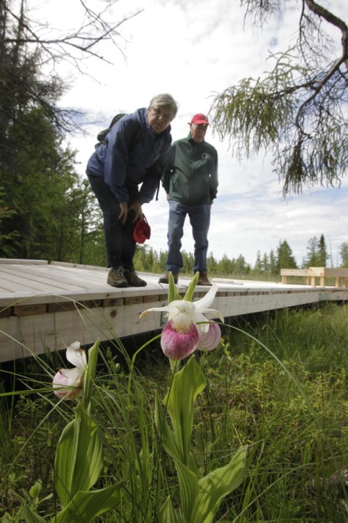 At left, Peggy Bainard Acheson, president and Richard Reeves both with the Native Orchid Conservation Inc. by showy lady's slippers ( orchid) while on a tour of  the Brokenhead Wetland, at the corner of Highways 59 and 304. A boardwalk was recently built to allow greater public access. However, the trail has not been officially opened yet. Bill Redekop story Wayne Glowacki / Winnipeg Free Press July 2  2014