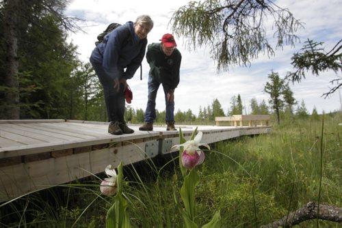 At left, Peggy Bainard Acheson, president and Richard Reeves both with the Native Orchid Conservation Inc. by showy lady's slippers (Orchid) while on a tour of  the Brokenhead Wetland, at the corner of Highways 59 and 304. A boardwalk was recently built to allow greater public access. However, the trail has not been officially opened yet. Bill Redekop story Wayne Glowacki / Winnipeg Free Press July 2  2014