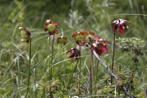Pitcher Plants (not an orchid) on hummock seen on the tour of  the Brokenhead Wetland, at the corner of Highways 59 and 304. A boardwalk was recently built to allow greater public access. However, the trail has not been officially opened yet. Bill Redekop story Wayne Glowacki / Winnipeg Free Press July 2  2014
