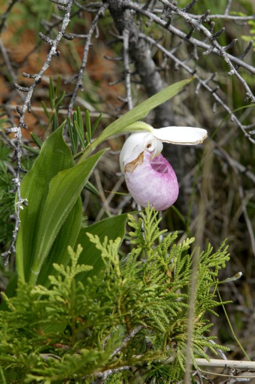 A showy lady's slipper (orchid) while on a tour of  the Brokenhead Wetland, at the corner of Highways 59 and 304. A boardwalk was recently built to allow greater public access. However, the trail has not been officially opened yet. Bill Redekop story Wayne Glowacki / Winnipeg Free Press July 2  2014