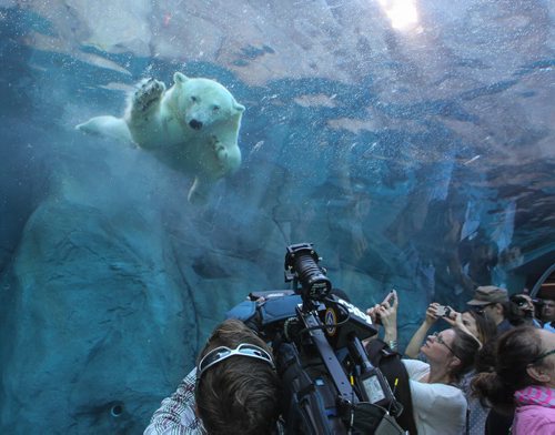 The grand opening of the Assiniboine Park Zoo exhibit Journey to Churchill was a new experience for many Winnipeggers as well as the polar bears who were introduced to their new home only hours earlier. 140703 - Thursday, July 03, 2014 -  (MIKE DEAL / WINNIPEG FREE PRESS)