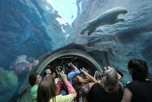 The grand opening of the Assiniboine Park Zoo exhibit Journey to Churchill was a new experience for many Winnipeggers as well as the polar bears who were introduced to their new home only hours earlier. 140703 - Thursday, July 03, 2014 -  (MIKE DEAL / WINNIPEG FREE PRESS)