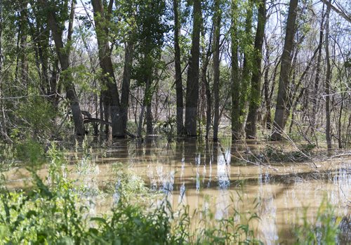 KOA Campground in St. Francis Xavier has already experienced some flooding and owner Has Koria expects more this weekend.They built a dike after the 2011 flooding, during that time, the trees were underwater up to the lines marked on them.  Sarah Taylor / Winnipeg Free Press