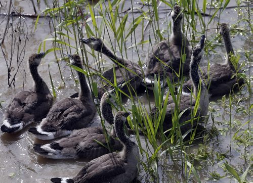 Stdup .BIRDS EYE VIEW of BIrds  . Canada Geese goslings feed on tall grass along the Red River as  river banks swell  from last weeks heavy rain July 4 2014 / KEN GIGLIOTTI / WINNIPEG FREE PRESS